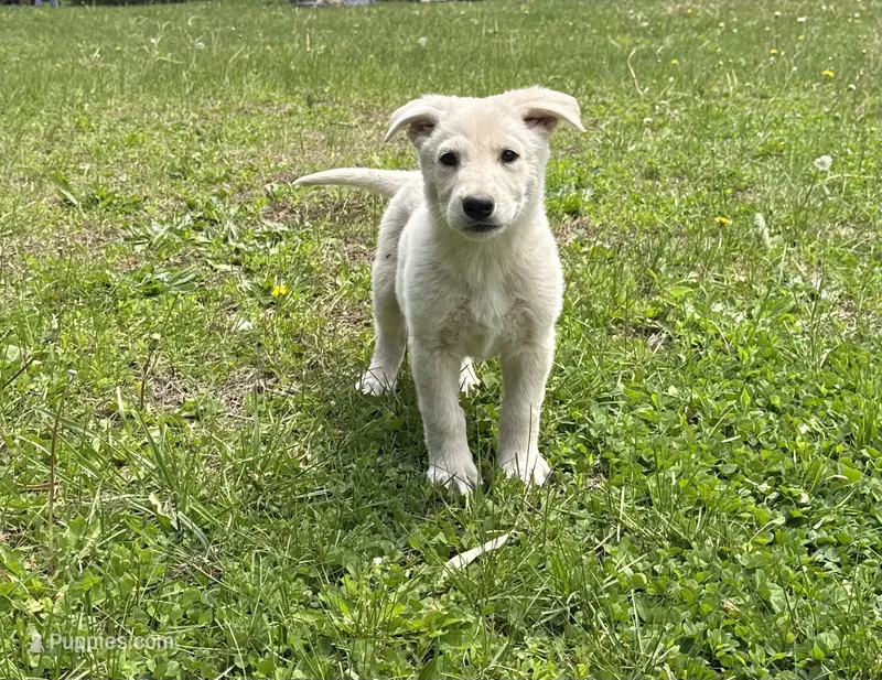Polar Bear  – German Shepherd Dog puppy for sale in Skillman, NJ
