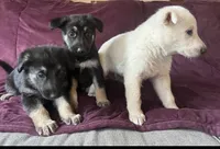 Ranger, a male German Shepherd Dog for sale in Skillman, NJ – Photo 1 of 4