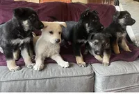 Ranger, a male German Shepherd Dog for sale in Skillman, NJ – Photo 2 of 4