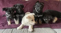 Polar Bear , a male German Shepherd Dog for sale in Skillman, NJ – Photo 2 of 6