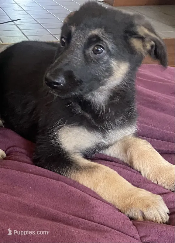Roxy – German Shepherd Dog puppy for sale in Skillman, NJ