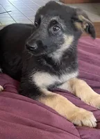 Roxy, a female German Shepherd Dog for sale in Skillman, NJ – 1 of 4