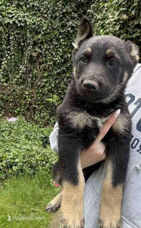 Bear – German Shepherd Dog puppy for sale in Skillman, NJ