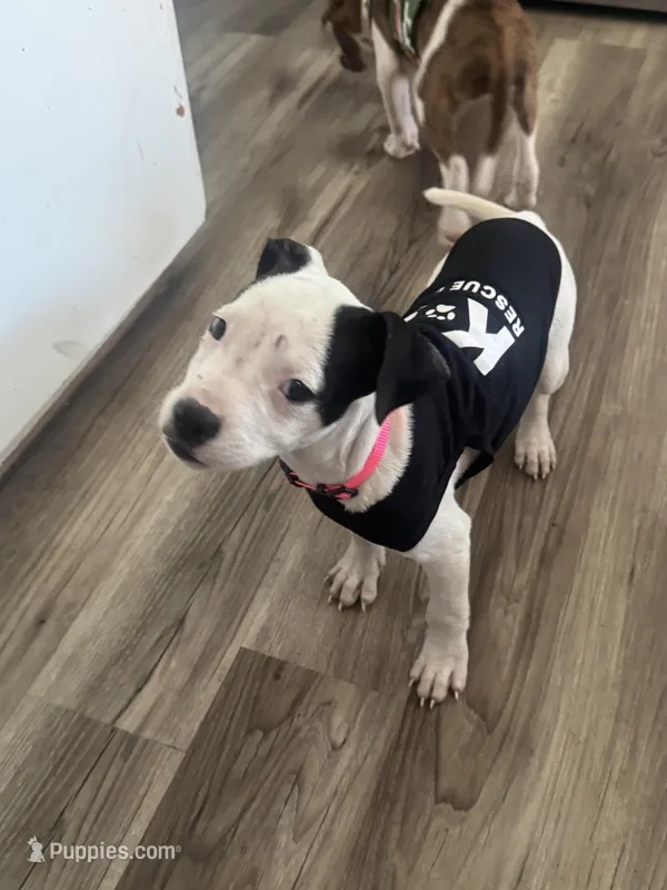 Panda – American Bully, American Pit Bull Terrier puppy for sale in Memphis, TN