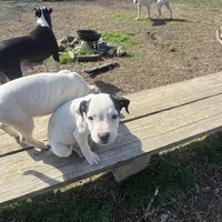 Panda, a female American Bully and American Pit Bull Terrier for sale in Memphis, TN – Photo 8 of 9
