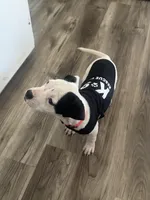 Panda, a female American Bully and American Pit Bull Terrier for sale in Memphis, TN – Photo 2 of 9