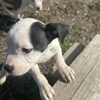 Panda, a female American Bully and American Pit Bull Terrier for sale in Memphis, TN – Photo 9 of 9