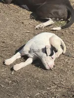 Panda, a female American Bully and American Pit Bull Terrier for sale in Memphis, TN – Photo 4 of 9
