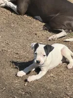 Panda, a female American Bully and American Pit Bull Terrier for sale in Memphis, TN – Photo 3 of 9