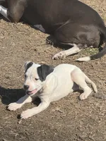 Panda, a female American Bully and American Pit Bull Terrier for sale in Memphis, TN – Photo 5 of 9