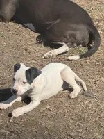 Panda, a female American Bully and American Pit Bull Terrier for sale in Memphis, TN – Photo 6 of 9