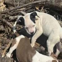 Panda, a female American Bully and American Pit Bull Terrier for sale in Memphis, TN – Photo 7 of 9