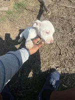 Pearl, a female American Bully and American Pit Bull Terrier for sale in Union City, TN – Photo 3 of 4