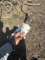 Pearl, a female American Bully and American Pit Bull Terrier for sale in Union City, TN – Photo 4 of 4