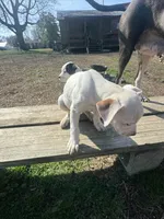Pearl, a female American Bully and American Pit Bull Terrier for sale in Union City, TN – Photo 1 of 4