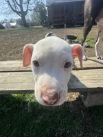Pearl, a female American Bully and American Pit Bull Terrier for sale in Union City, TN – Photo 2 of 4