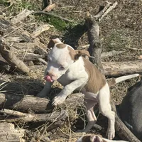 Mocha, a female American Bully and American Pit Bull Terrier for sale in Memphis, TN – Photo 6 of 8