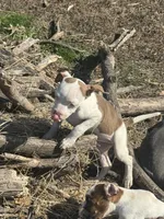 Mocha, a female American Bully and American Pit Bull Terrier for sale in Union City, TN – Photo 2 of 2