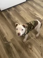 Mocha, a female American Bully and American Pit Bull Terrier for sale in Memphis, TN – Photo 1 of 8