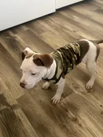 Mocha, a female American Bully and American Pit Bull Terrier for sale in Memphis, TN – Photo 2 of 8