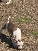 Mocha, a female American Bully and American Pit Bull Terrier for sale in Memphis, TN – Photo 7 of 8