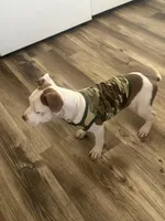 Mocha, a female American Bully and American Pit Bull Terrier for sale in Memphis, TN – Photo 3 of 8