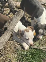 Mocha, a female American Bully and American Pit Bull Terrier for sale in Union City, TN – Photo 1 of 2