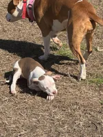 Mocha, a female American Bully and American Pit Bull Terrier for sale in Memphis, TN – Photo 8 of 8