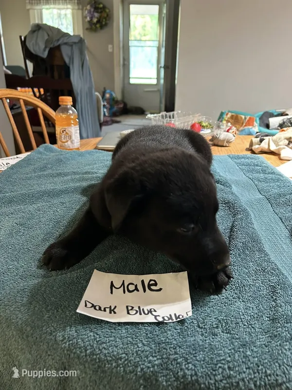 Dark Blue Collar  – Belgian Malinois, Labrador Retriever puppy for sale in West Salem, OH