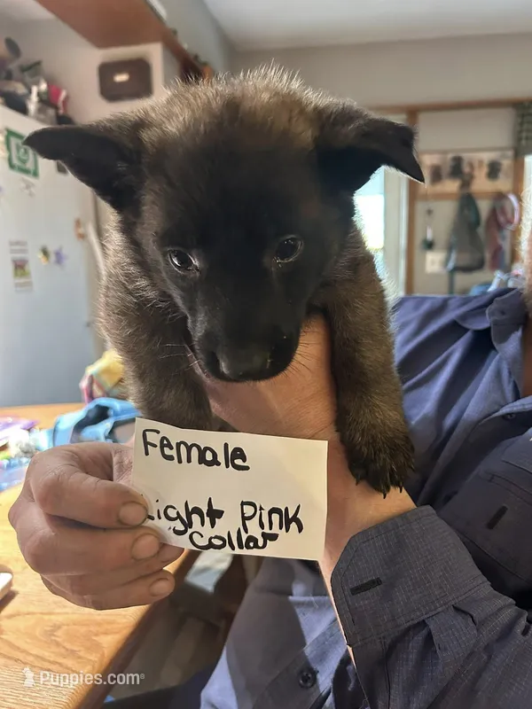 Light Pink Collar  – Belgian Malinois, German Shepherd Dog puppy for sale in West Salem, OH