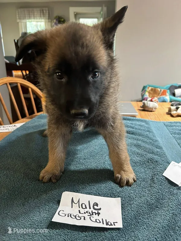 Light Green Collar  – Belgian Malinois, German Shepherd Dog puppy for sale in West Salem, OH
