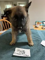 Light Green Collar , a male Belgian Malinois and German Shepherd Dog for sale in West Salem, OH – 1 of 1
