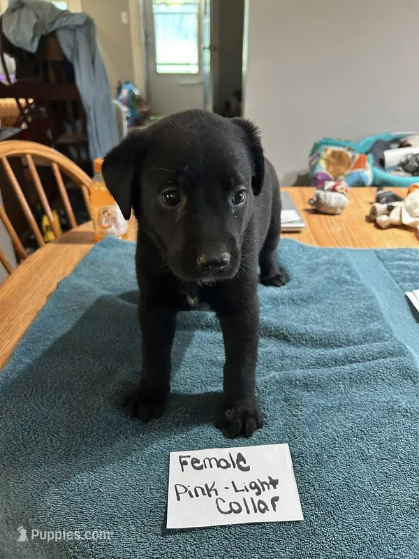 Light Pink Collar  – Belgian Malinois, Labrador Retriever puppy for sale in West Salem, OH