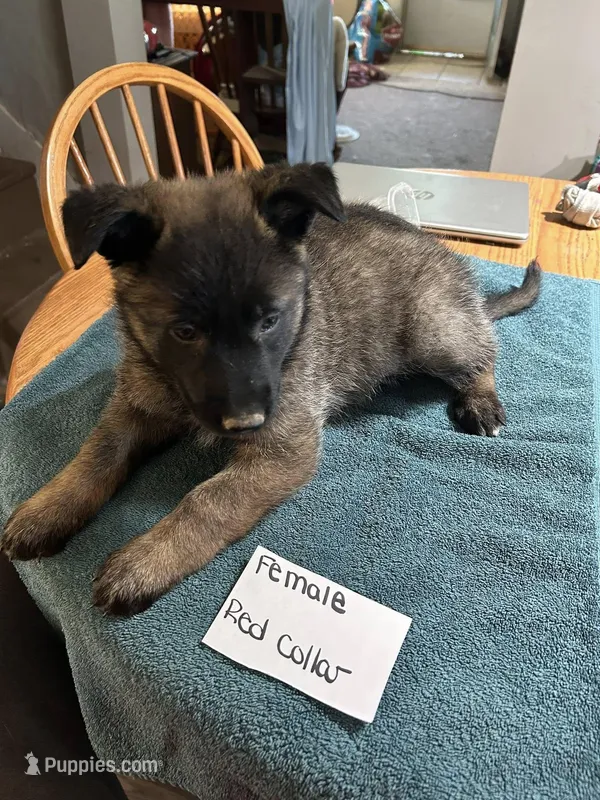 Red Collar  – Belgian Malinois, German Shepherd Dog puppy for sale in West Salem, OH