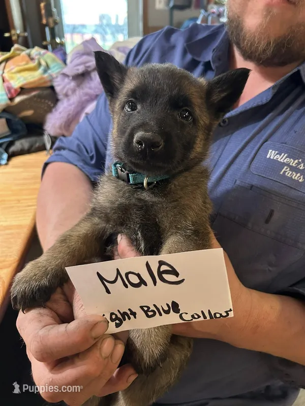 Light Blue Collar  – Belgian Malinois, German Shepherd Dog puppy for sale in West Salem, OH