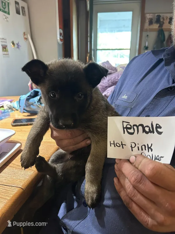 Hot Pink Collar  – Belgian Malinois, German Shepherd Dog puppy for sale in West Salem, OH