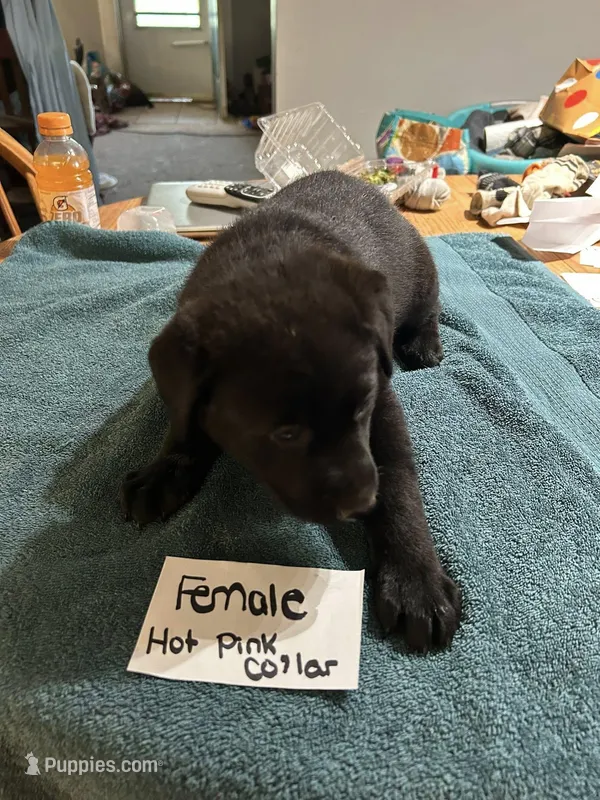 Hot Pink Collar  – Belgian Malinois, Labrador Retriever puppy for sale in West Salem, OH