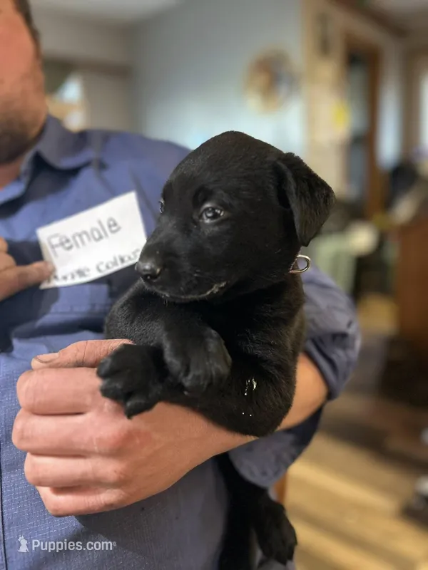 Purple Collar – Belgian Malinois, Labrador Retriever puppy for sale in West Salem, OH