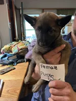 Purple Collar, a female Belgian Malinois and German Shepherd Dog for sale in West Salem, OH – 1 of 1