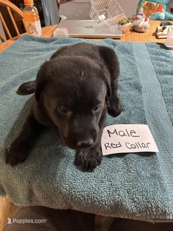 red collar , a male Belgian Malinois and Labrador Retriever for sale in West Salem, OH – Photo 1 of 1