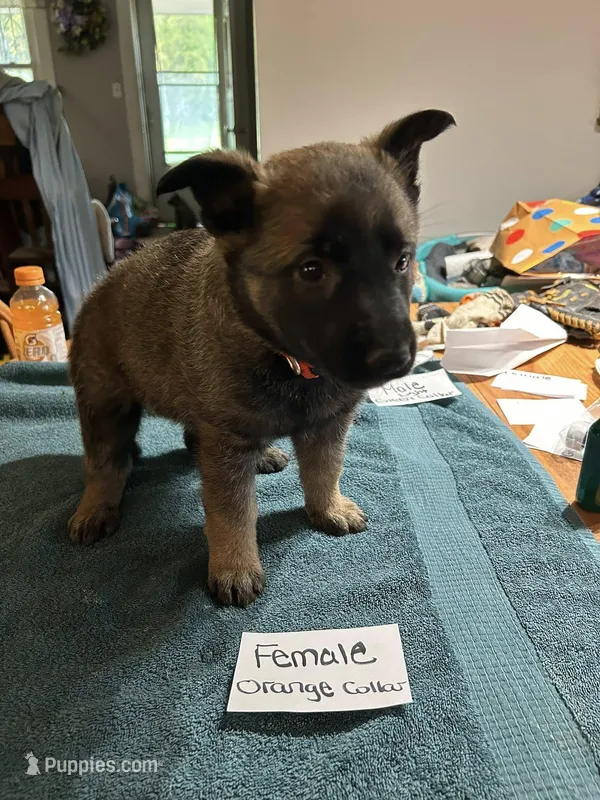 Orange Collar  – Belgian Malinois, German Shepherd Dog puppy for sale in West Salem, OH