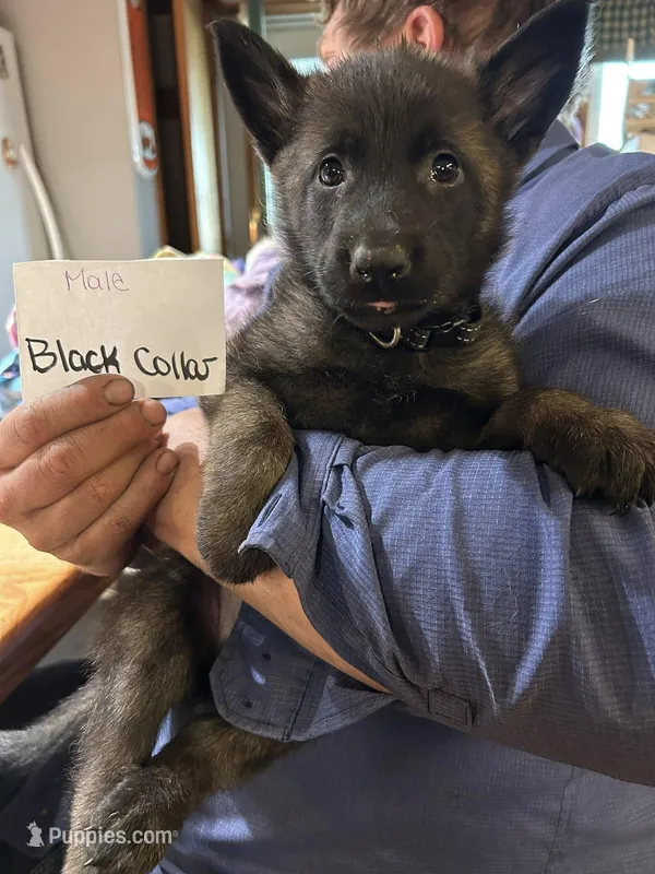 Black Collar  – Belgian Malinois, German Shepherd Dog puppy for sale in West Salem, OH