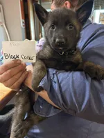 Black Collar , a male Belgian Malinois and German Shepherd Dog for sale in West Salem, OH – 1 of 1
