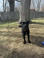 Sparky, a male Standard Schnauzer for sale in Indianapolis, IN – Photo 2 of 3