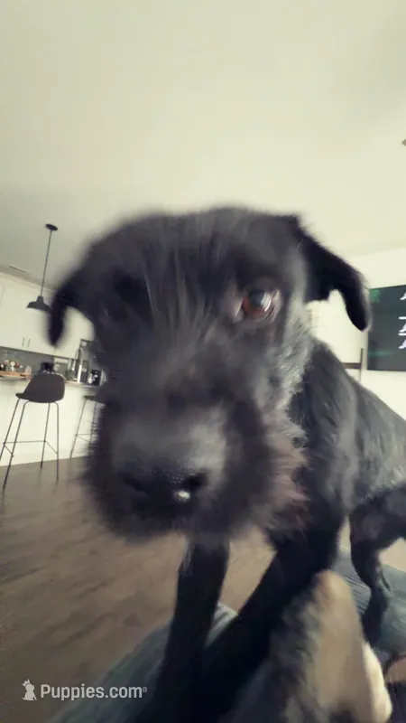 Sparky – Standard Schnauzer puppy for sale in Indianapolis, IN