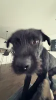 Sparky, a male Standard Schnauzer for sale in Indianapolis, IN – Photo 1 of 3
