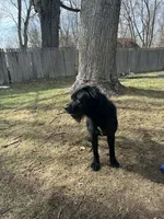 Sparky, a male Standard Schnauzer for sale in Indianapolis, IN – Photo 3 of 3