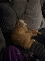 Buddy, a male Chihuahua and Poodle - Miniature  for sale in Indianapolis, IN – 4 of 4