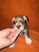 Rambo❤️🔥, a male Miniature Schnauzer for sale in Sulphur Springs, TX – 2 of 8