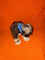 Apache💙🐶, a male Miniature Schnauzer for sale in Sulphur Springs, TX – 4 of 6